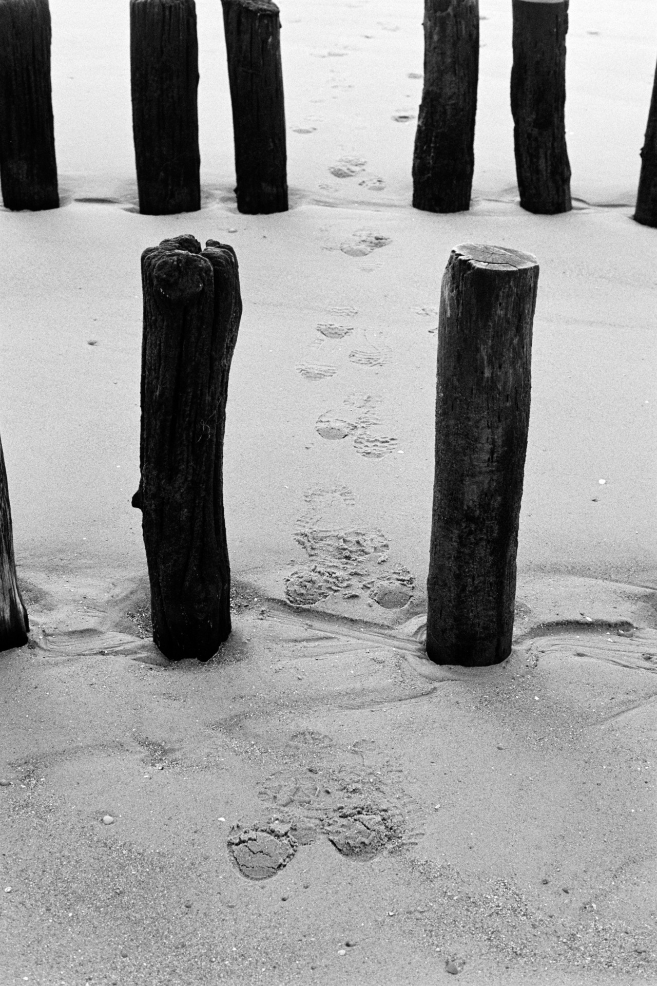 Fotografie mit Summicron-R auf Film